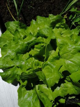 Kundenfoto – Salat mit Terra Preta Schwarzerde Ein Kundenfoto von Salat mit Terra Preta Schwarzerde von Witch House